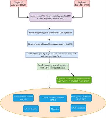 CD4+ conventional T cells-related genes signature is a prognostic indicator for ovarian cancer